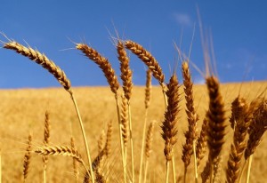 wheat-field