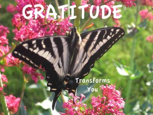 butterfly gratitude