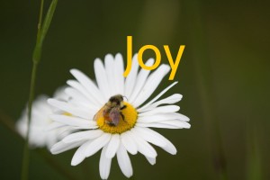 joy daisy (1 of 1)