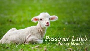 Passover lamb without blemish3