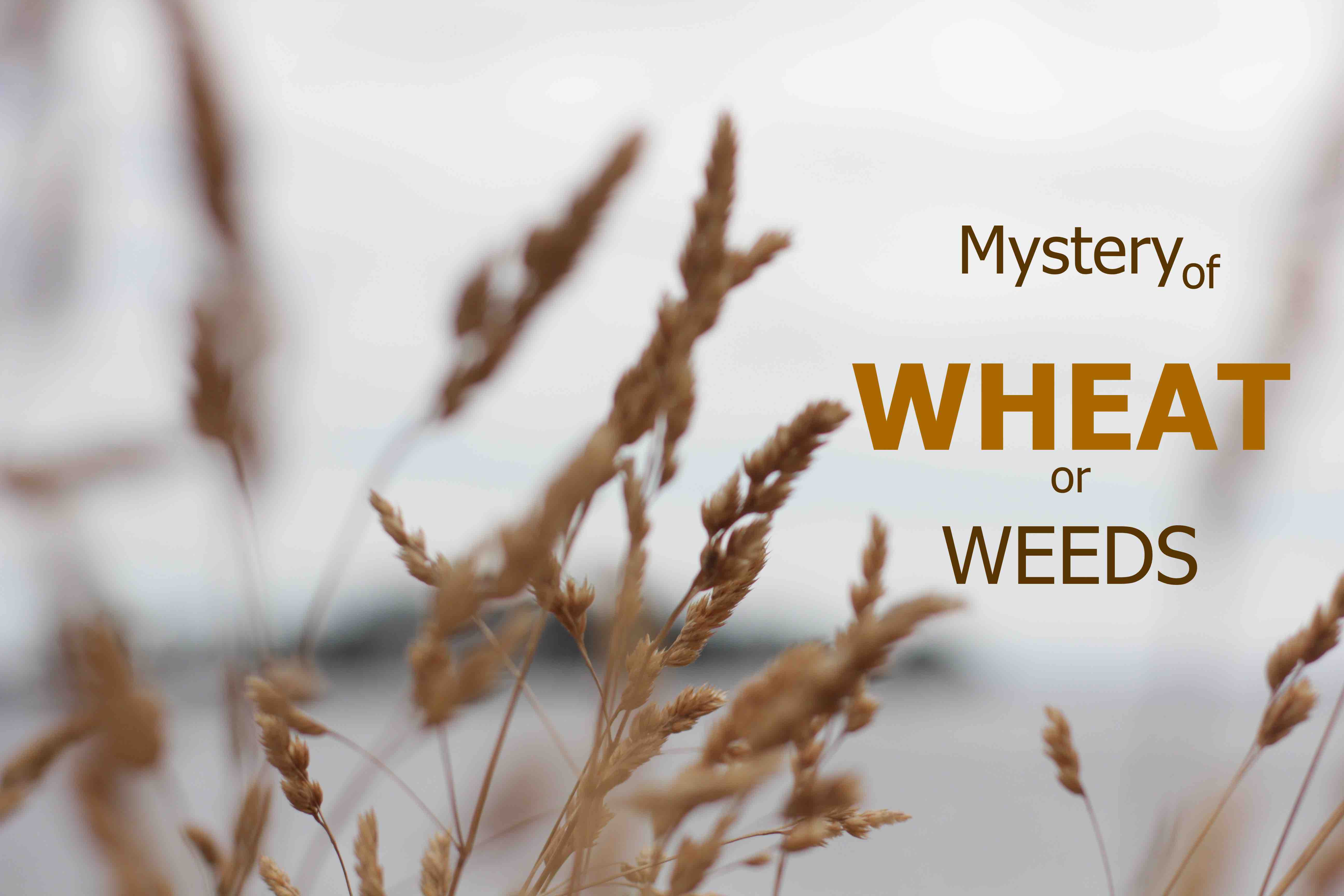 The Mystery of Wheat and Weeds: a Spiritual Lesson