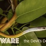 beware the devils devices