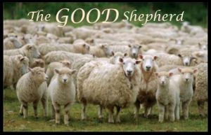 good shepherd